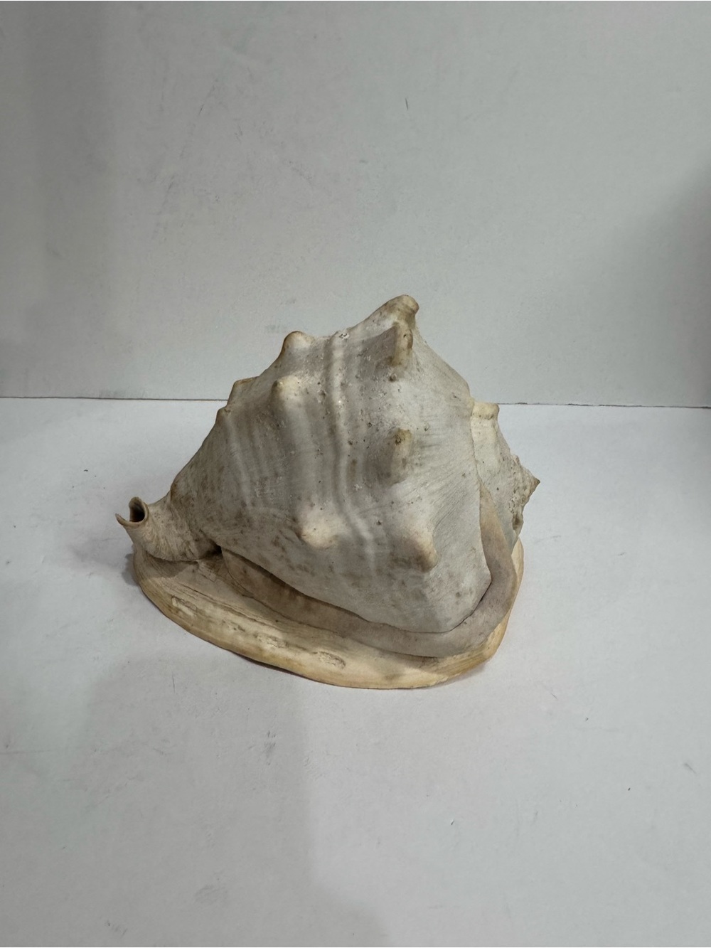Large Vintage Natural Cameo / Helmet Conch Shell - Coastal Decor